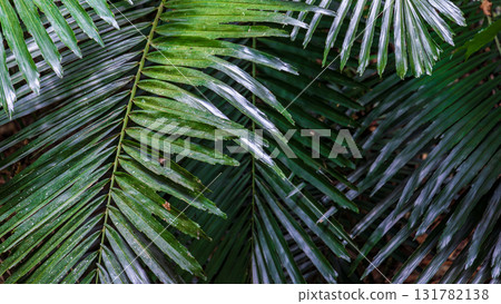 The beauty of light and shadow in the close-up of leaves The beauty of light and shadow in the close-up of leaves 131782138