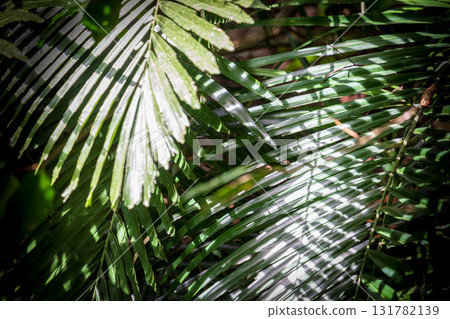 The beauty of light and shadow in the close-up of leaves The beauty of light and shadow in the close-up of leaves 131782139