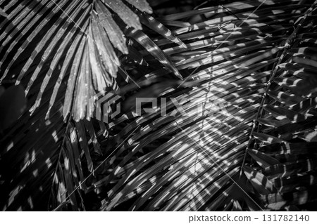 The beauty of light and shadow in the close-up of leaves The beauty of light and shadow in the close-up of leaves 131782140