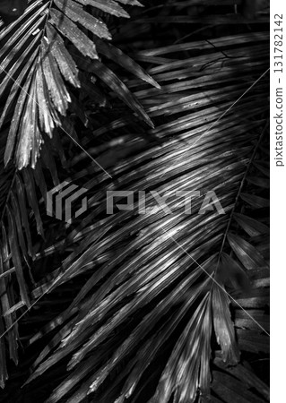 The beauty of light and shadow in the close-up of leaves The beauty of light and shadow in the close-up of leaves 131782142