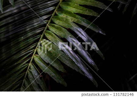 The beauty of light and shadow in the close-up of leaves 131782146