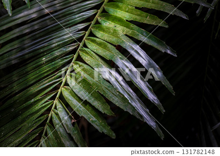 The beauty of light and shadow in the close-up of leaves The beauty of light and shadow in the close-up of leaves 131782148