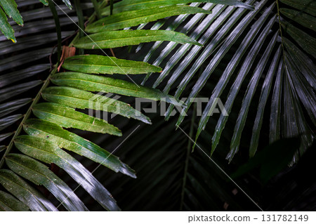 The beauty of light and shadow in the close-up of leaves The beauty of light and shadow in the close-up of leaves 131782149