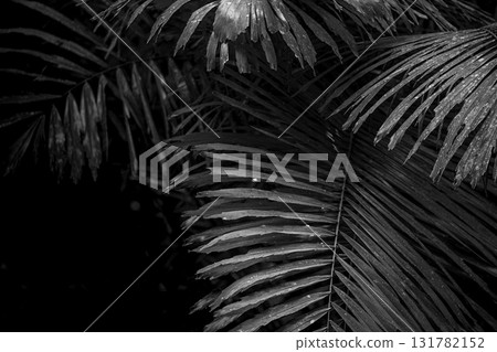 The beauty of light and shadow in the close-up of leaves The beauty of light and shadow in the close-up of leaves 131782152