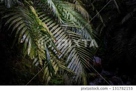 The beauty of light and shadow in the close-up of leaves The beauty of light and shadow in the close-up of leaves 131782153