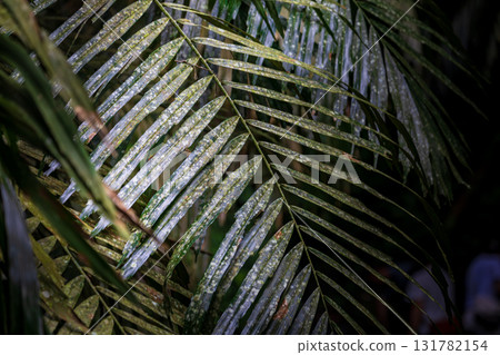 The beauty of light and shadow in the close-up of leaves The beauty of light and shadow in the close-up of leaves 131782154
