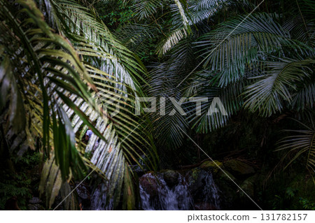 葉子特寫中的光影層次美感 葉子特寫中的光影層次美感 131782157