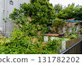 Abandoned house covered by trees 131782202