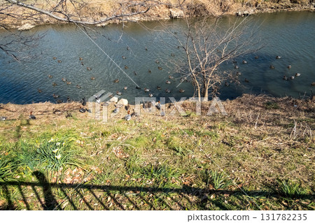 run away, flock, river 131782235