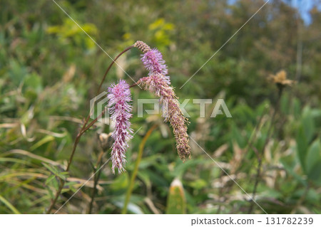 Pink drooping flowers of the subalpine plant, close-up / Happoone, Nagano Prefecture, September Pink drooping flowers of the subalpine plant, close-up / Happoone, Nagano Prefecture, September 131782239