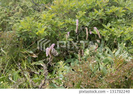 Pink drooping subalpine plant blooms in September in Happoone, Nagano Prefecture Pink drooping subalpine plant blooms in September in Happoone, Nagano Prefecture 131782240