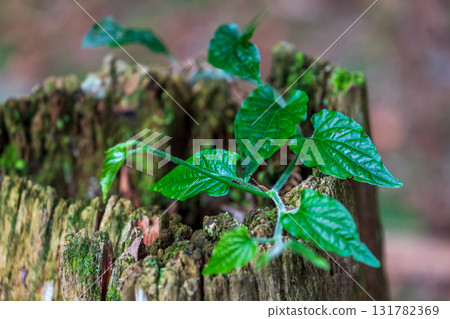 New green shoots on dead wood New green shoots on dead wood 131782369
