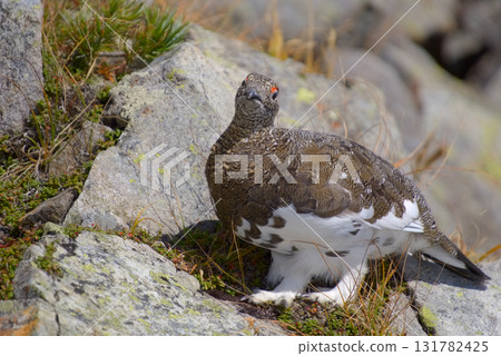 棲息於北阿爾卑斯山奧穗高岳的雷鳥 131782425