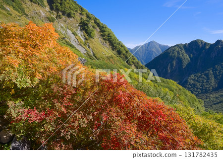 北阿爾卑斯山唐澤的秋葉 131782435