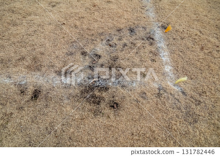 lawn, turf, sward 131782446