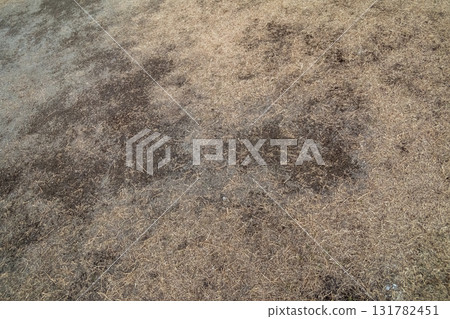 lawn, turf, earth's surface 131782451