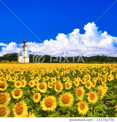 A composite photo of a sunflower field in Hokkaido and a European-style church 131782756