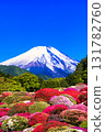 Azalea in full bloom and Mount Fuji 131782760