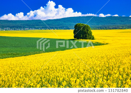 波希米亞美麗的油菜花田和積雨雲的合成圖 131782840