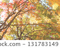 秋天的樹葉 秋天的樹葉 131783149