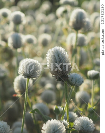 White globe amaranth (20250930063100) White globe amaranth (20250930063100) 131783180