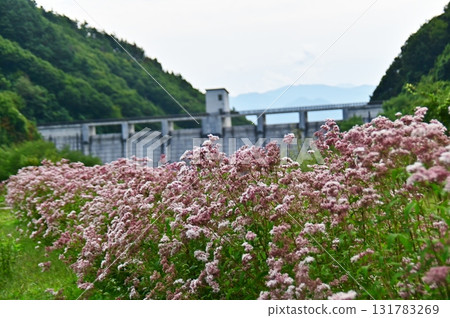 Fujibakama Garden in the reservoir of Asakawa Dam and the dam embankment Fujibakama Garden in the reservoir of Asakawa Dam and the dam embankment 131783269