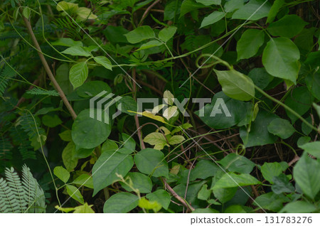 green leaf of tree 131783276