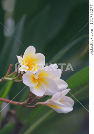 white and yellow frangipani flowers on tree white and yellow frangipani flowers on tree 131783277