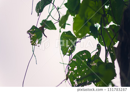 ivy leaves on a wall ivy leaves on a wall 131783287