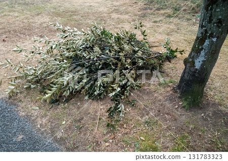 arboreal, wood, japan 131783323