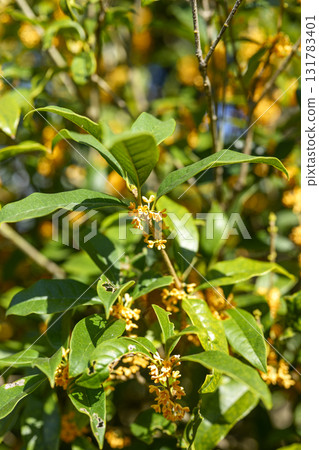 osmanthus flower autumn orange october fragrance vertical composition osmanthus flower autumn orange october fragrance vertical composition 131783401