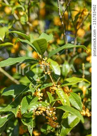 桂花 秋天 橘色 十月 香味 垂直構圖 桂花 秋天 橘色 十月 香味 垂直構圖 131783402