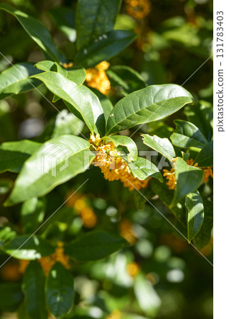 桂花 秋天 橘色 十月 香味 垂直構圖 131783403