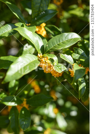 osmanthus flower autumn orange october fragrance vertical composition 131783404