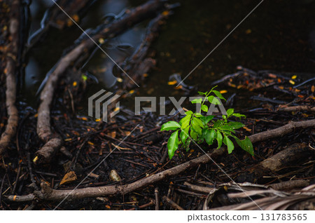 spring forest on the mountain river spring forest on the mountain river 131783565