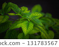green leaves of fern 131783567