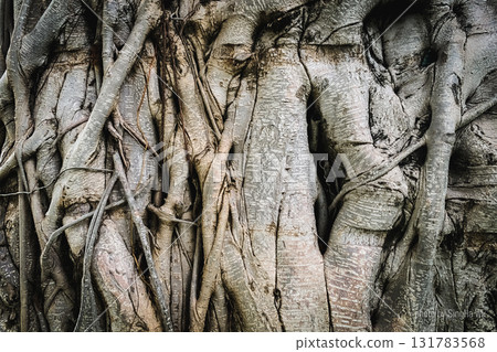 tree trunk in the form of a tree 131783568
