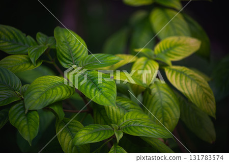 green leaves of fern in the garden green leaves of fern in the garden 131783574