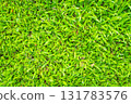 green grass background from the top view 131783576