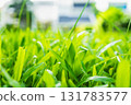 Macro shot of bright green grass blades in front yard. 131783577
