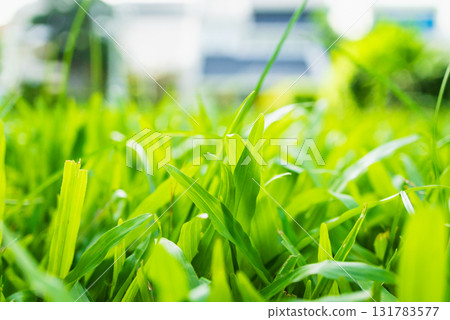 Macro shot of bright green grass blades in front yard. Macro shot of bright green grass blades in front yard. 131783577