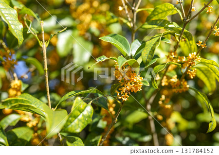 桂花 秋花 秋天 十月 芬芳 131784152