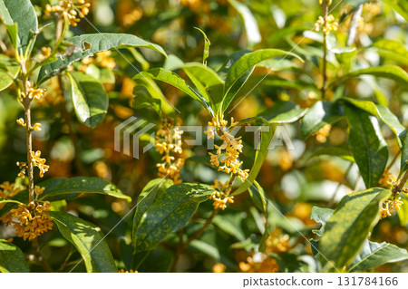 osmanthus autumn flowers autumn october fragrance osmanthus autumn flowers autumn october fragrance 131784166