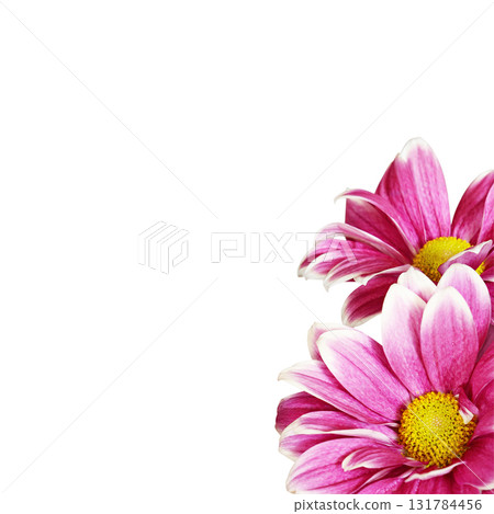 Pink chrysanthemum flowers in a corner arrangement isolated on white or transparent background 131784456