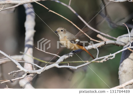 A female of Giubitaki A female of Giubitaki 131784489