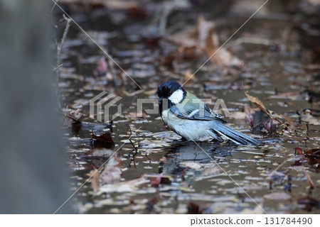 A great tit arrives at the water source A great tit arrives at the water source 131784490