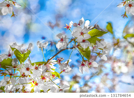 Cherry blossom in Japanese garden (sakura blossom) or hanami Cherry blossom in Japanese garden (sakura blossom) or hanami 131784654