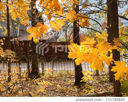 Stunning Autumn leaf color in forest in city suburb in Northern Europe 131784685