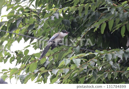 A young Azure-winged Magpie calls in alarm 131784899