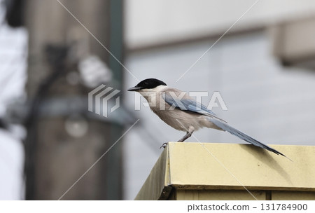 An adult Azure-winged Magpie perched on a building An adult Azure-winged Magpie perched on a building 131784900